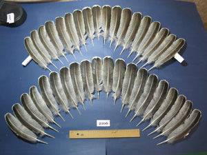 38 Pcs Turkey Wing Feathers, Fly Tying Material,Craft Feathers,Natural Turkey Feathers (2106)