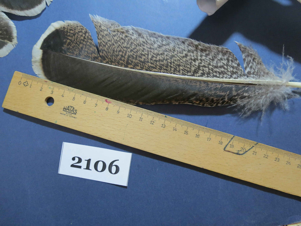 38 Pcs Turkey Wing Feathers, Fly Tying Material,Craft Feathers,Natural Turkey Feathers (2106)