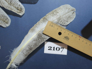 34 Pcs Turkey Wing Feathers, Fly Tying Material,Craft Feathers,Natural Turkey Feathers (2107)