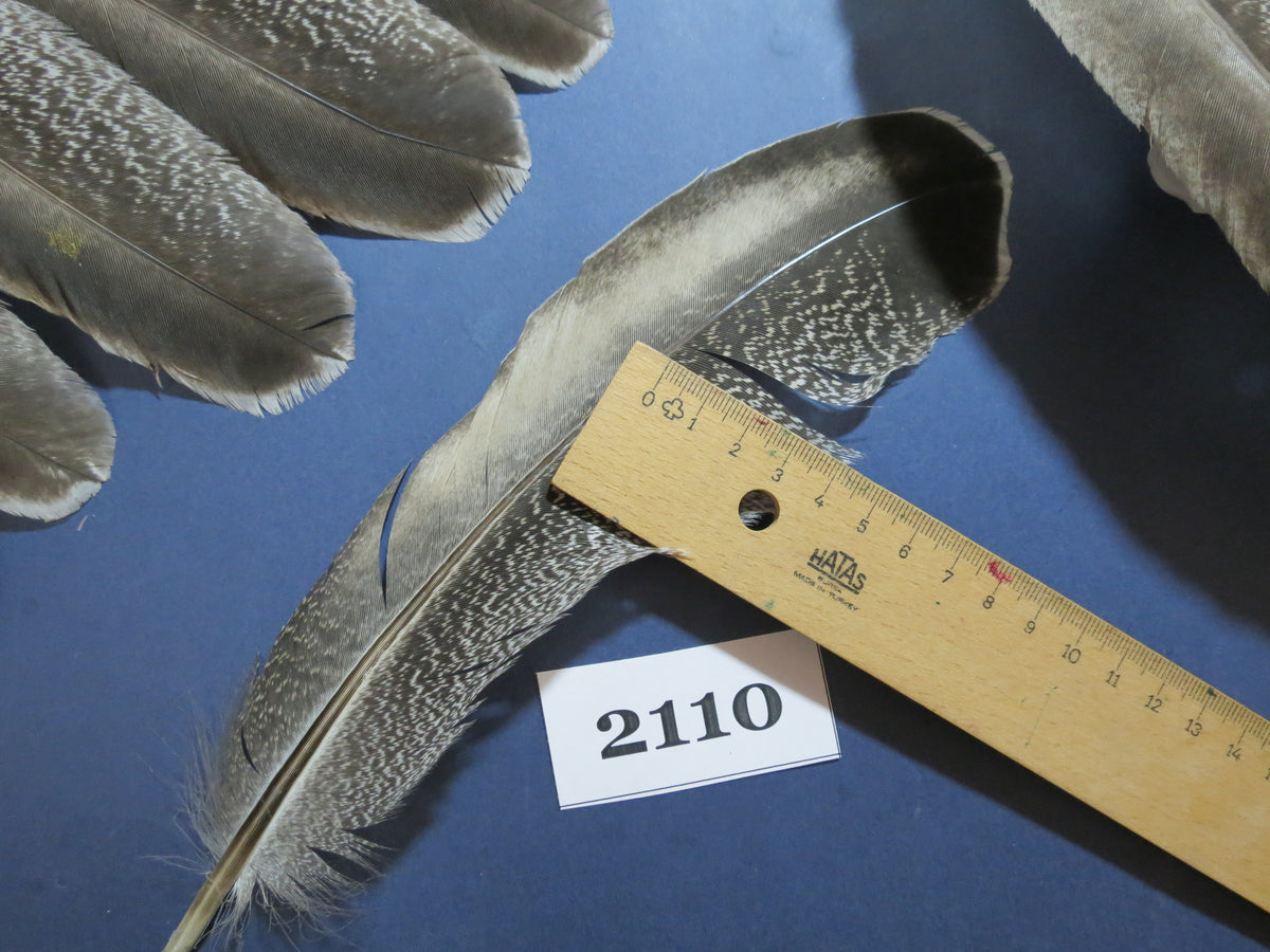 42 Pcs Turkey Wing Feathers, Fly Tying Material,Craft Feathers,Natural Turkey Feathers (2110)