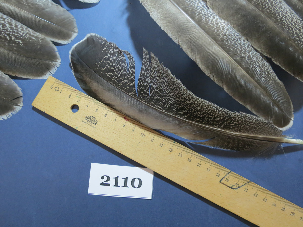 42 Pcs Turkey Wing Feathers, Fly Tying Material,Craft Feathers,Natural Turkey Feathers (2110)