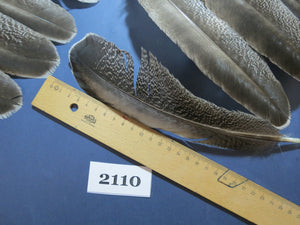 42 Pcs Turkey Wing Feathers, Fly Tying Material,Craft Feathers,Natural Turkey Feathers (2110)