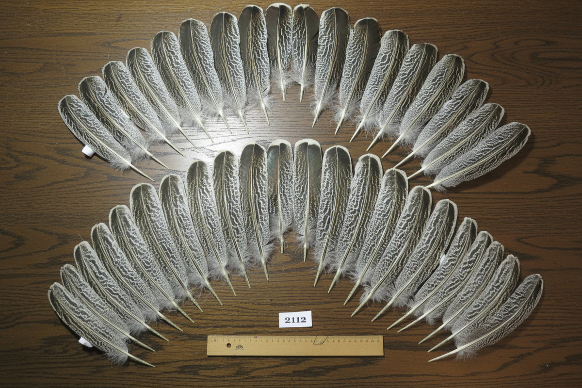 natural turkey feathers
