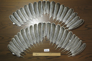 natural turkey feathers