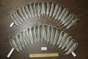 natural turkey feathers