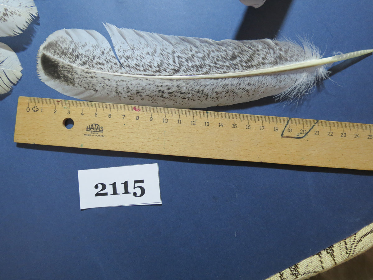36 Pcs Turkey Wing Feathers, Fly Tying Material,Craft Feathers,Natural Turkey Feathers (2115)