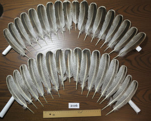 natural turkey feathers