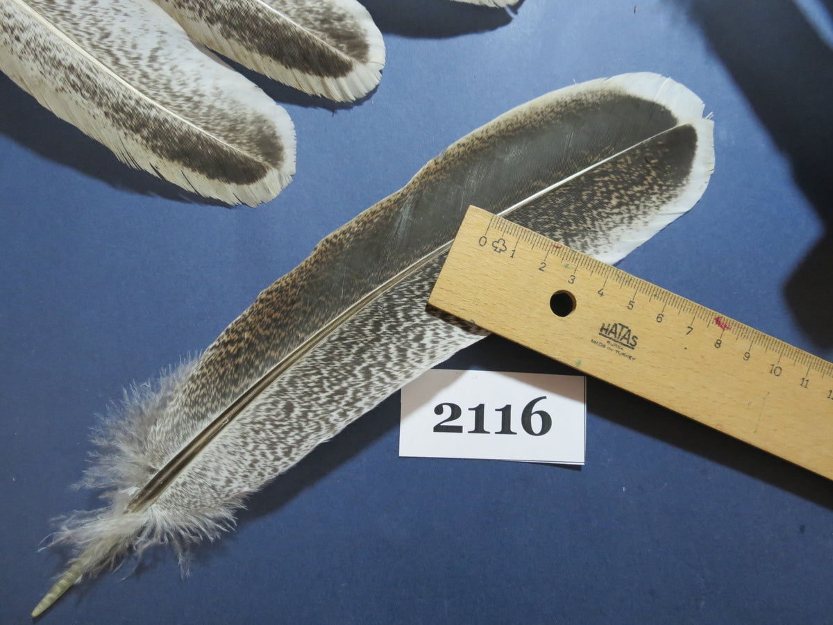 34 Pcs Turkey Wing Feathers, Fly Tying Material,Craft Feathers,Natural Turkey Feathers (2116)