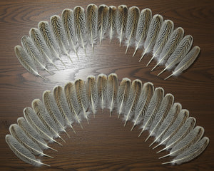 natural turkey feathers