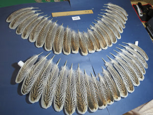 40 Pcs Turkey Wing Feathers, Fly Tying Material,Craft Feathers,Natural Turkey Feathers (2117)