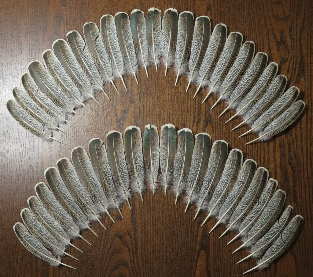 natural turkey feathers