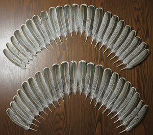 natural turkey feathers