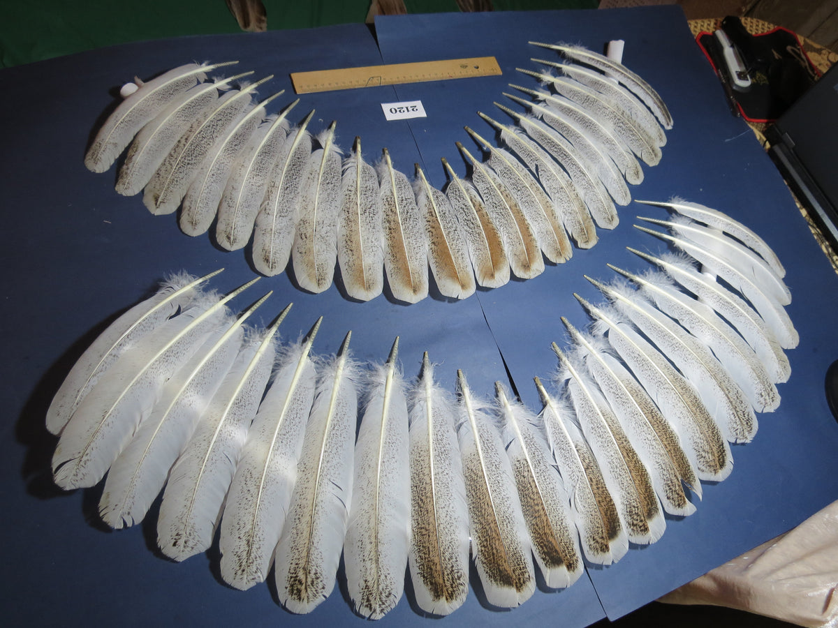 40 Pcs Turkey Wing Feathers, Fly Tying Material,Craft Feathers,Natural Turkey Feathers (2120)