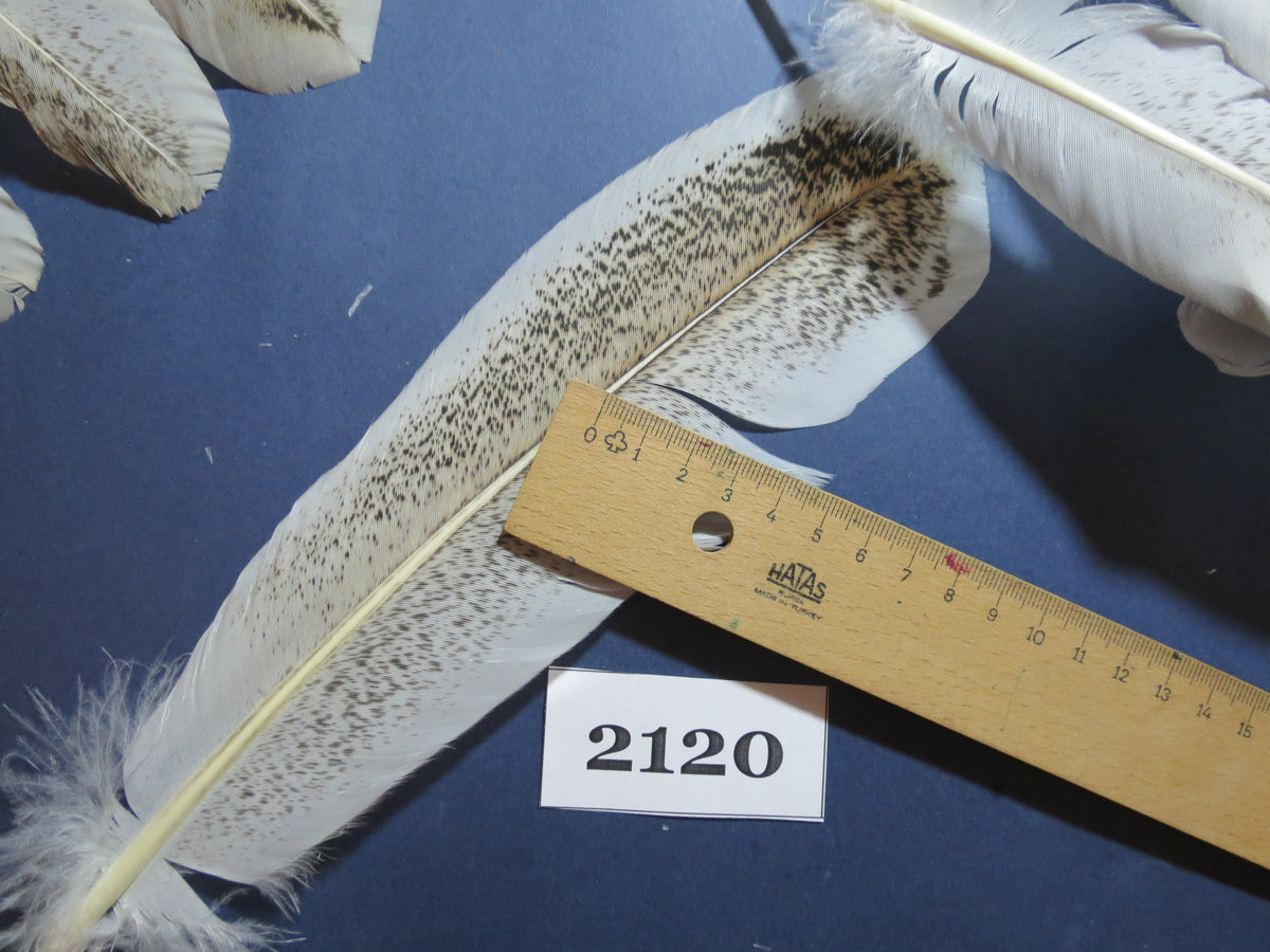 40 Pcs Turkey Wing Feathers, Fly Tying Material,Craft Feathers,Natural Turkey Feathers (2120)