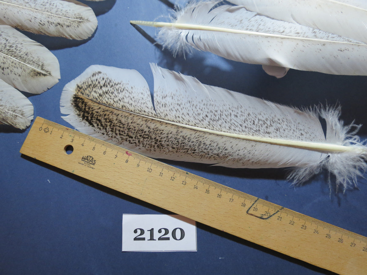 40 Pcs Turkey Wing Feathers, Fly Tying Material,Craft Feathers,Natural Turkey Feathers (2120)