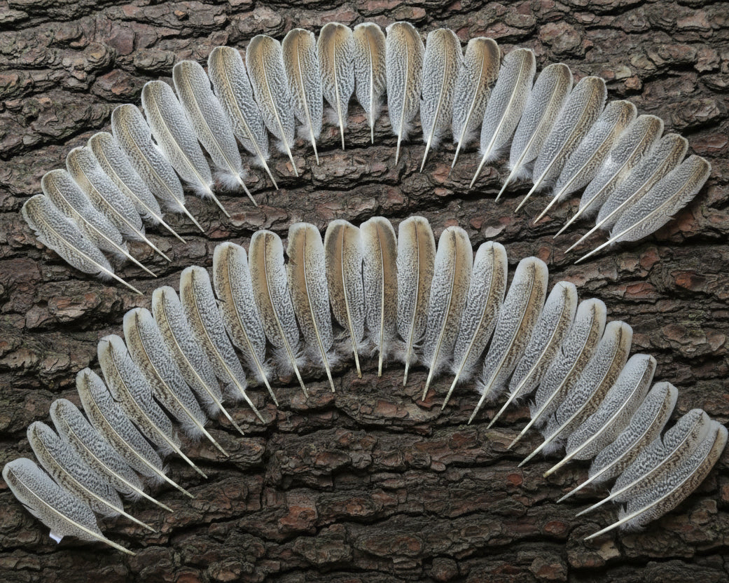 natural turkey feathers