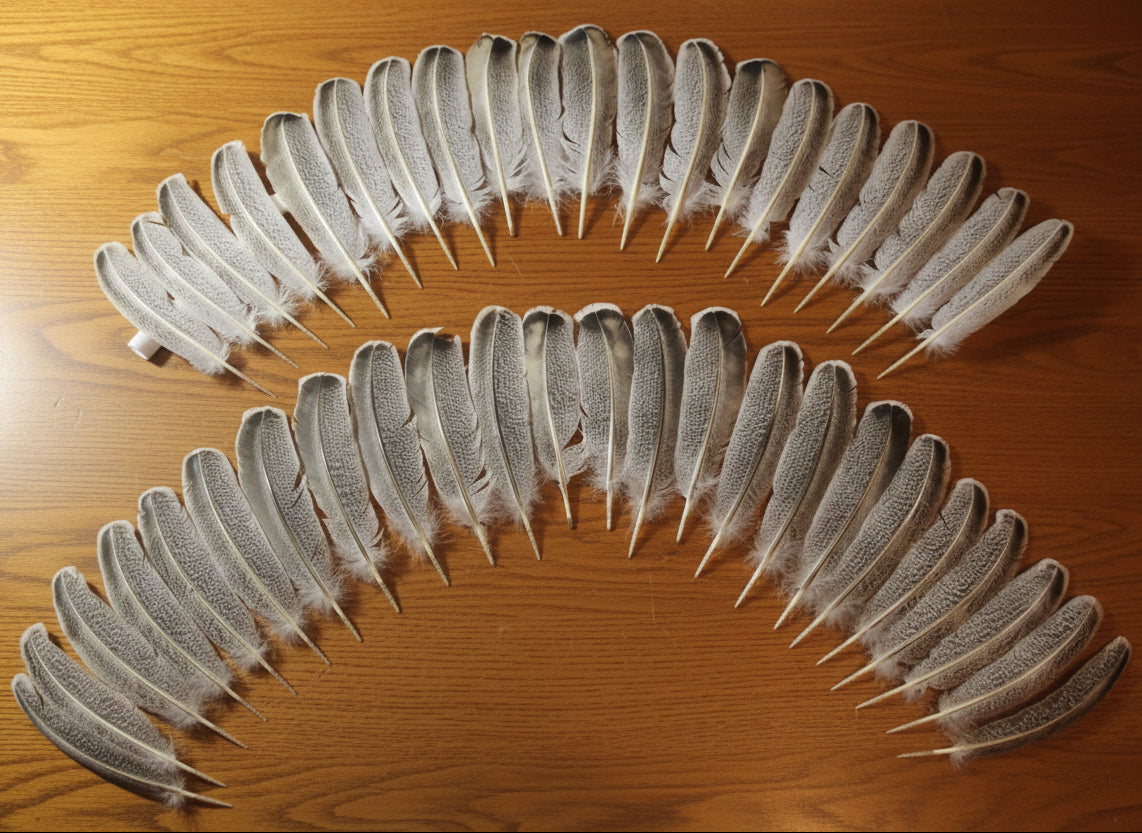 natural turkey feathers
