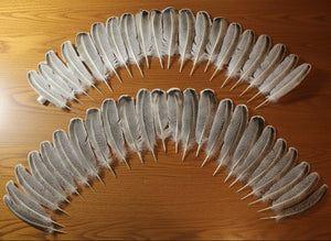 natural turkey feathers