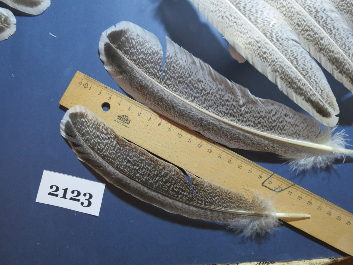 44 Pcs Turkey Wing Feathers, Fly Tying Material,Craft Feathers,Natural Turkey Feathers (2123)