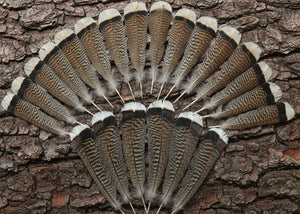 natural turkey feathers