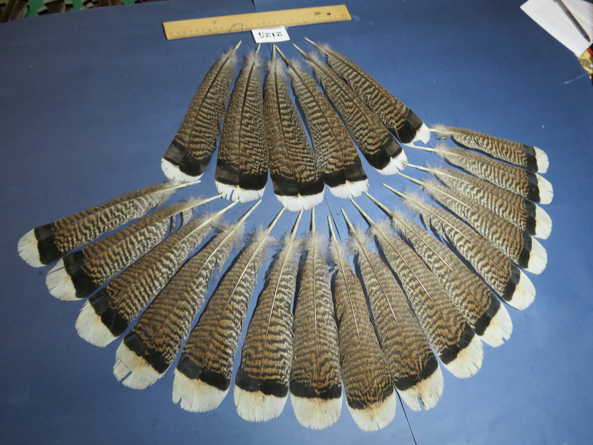 22 Pcs Turkey Tail Feathers, Fly Tying Material,Craft Feathers,Natural Turkey Feathers (2125)