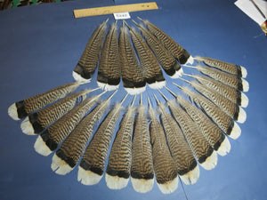 22 Pcs Turkey Tail Feathers, Fly Tying Material,Craft Feathers,Natural Turkey Feathers (2125)