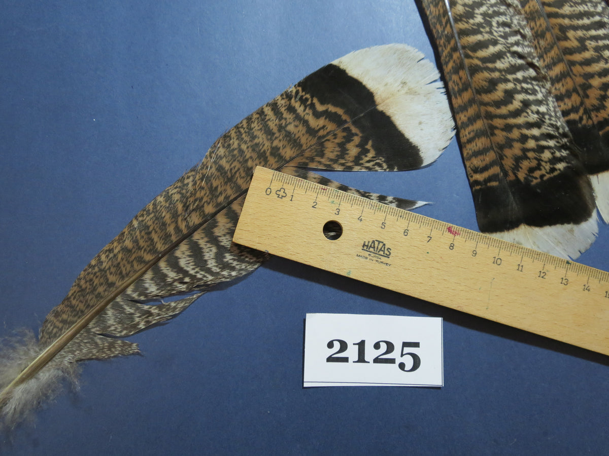 22 Pcs Turkey Tail Feathers, Fly Tying Material,Craft Feathers,Natural Turkey Feathers (2125)