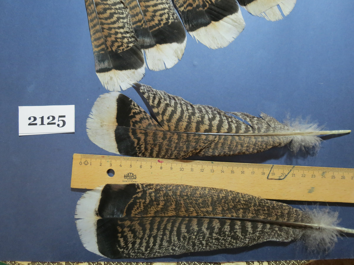 22 Pcs Turkey Tail Feathers, Fly Tying Material,Craft Feathers,Natural Turkey Feathers (2125)