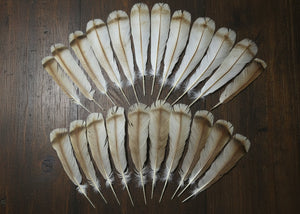 natural turkey feathers