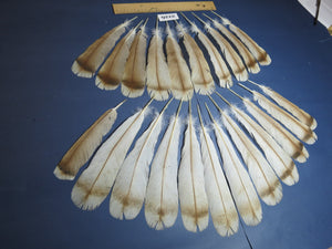 22 Pcs Turkey Tail Feathers, Fly Tying Material,Craft Feathers,Natural Turkey Feathers (2126)