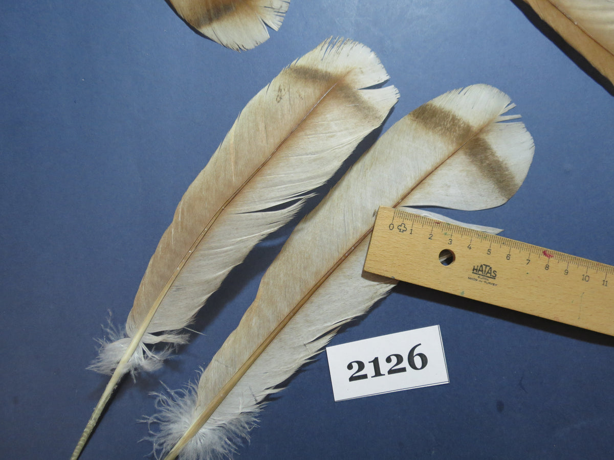 22 Pcs Turkey Tail Feathers, Fly Tying Material,Craft Feathers,Natural Turkey Feathers (2126)