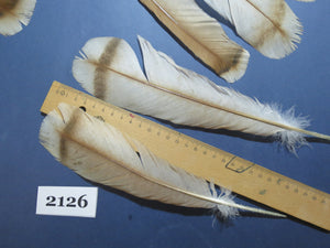 22 Pcs Turkey Tail Feathers, Fly Tying Material,Craft Feathers,Natural Turkey Feathers (2126)
