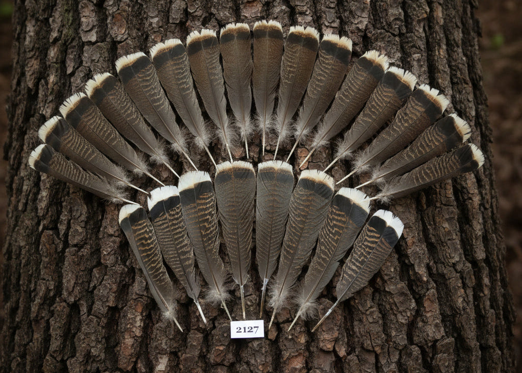 natural turkey feathers
