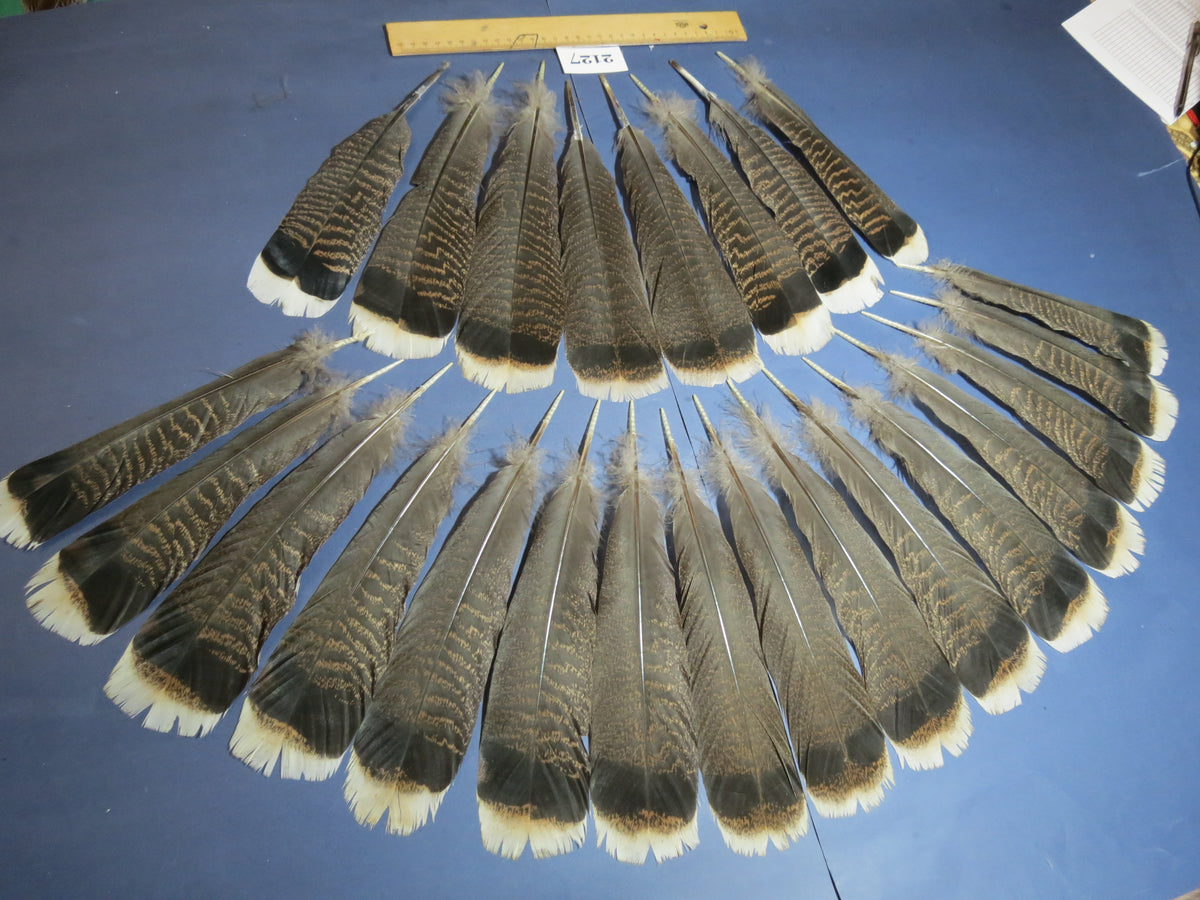 22 Pcs Turkey Tail Feathers, Fly Tying Material,Craft Feathers,Natural Turkey Feathers (2127)