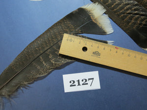 22 Pcs Turkey Tail Feathers, Fly Tying Material,Craft Feathers,Natural Turkey Feathers (2127)