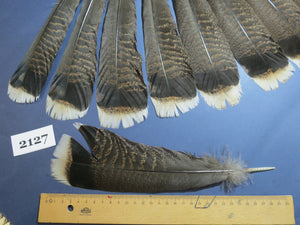 22 Pcs Turkey Tail Feathers, Fly Tying Material,Craft Feathers,Natural Turkey Feathers (2127)