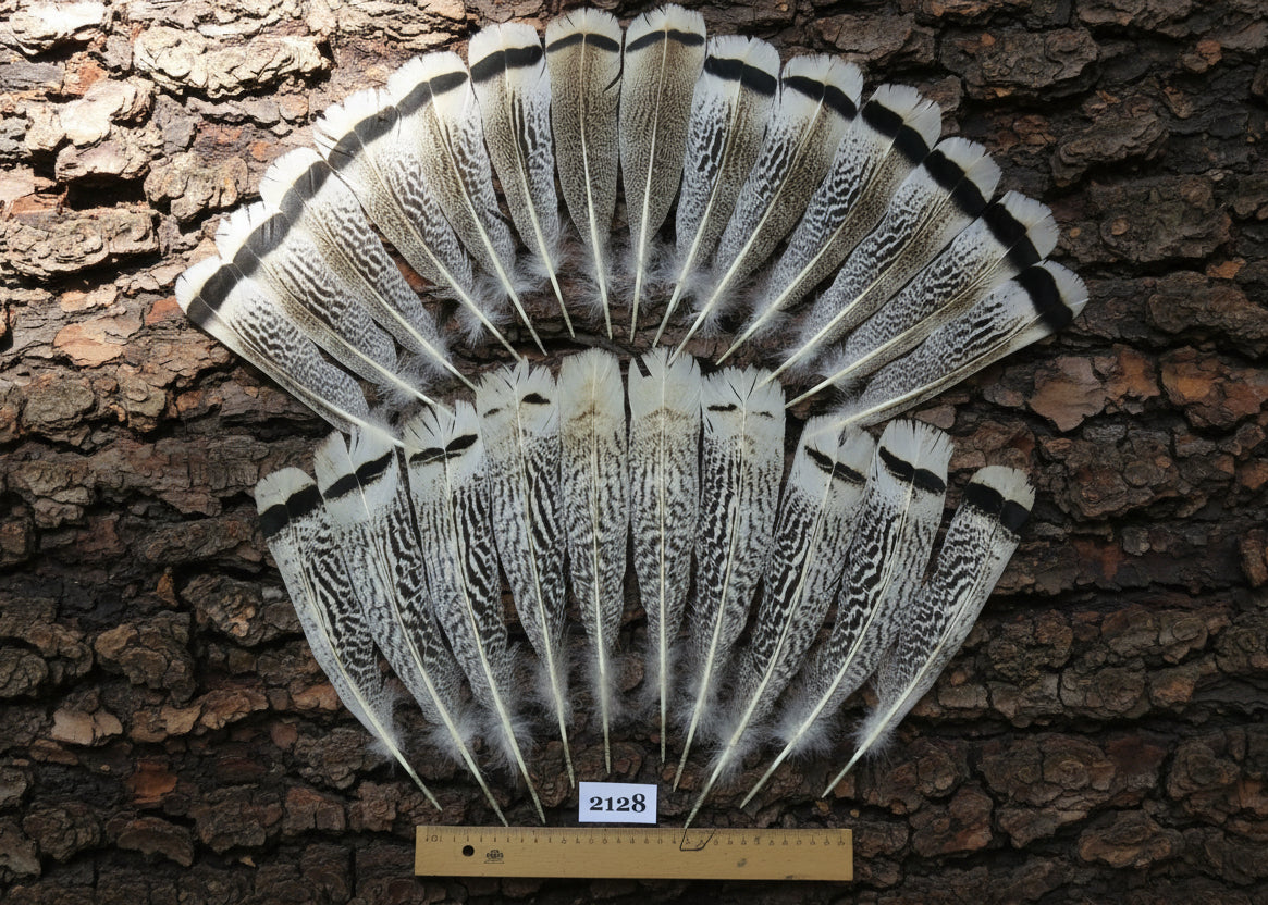 natural turkey feathers
