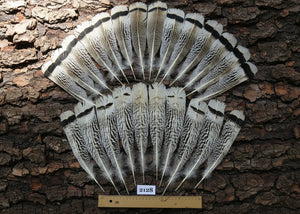 natural turkey feathers