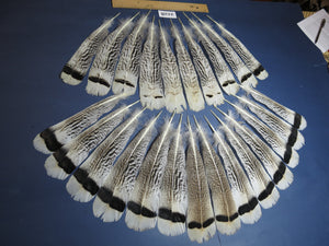 24 Pcs Turkey Tail Feathers, Fly Tying Material,Craft Feathers,Natural Turkey Feathers (2128)