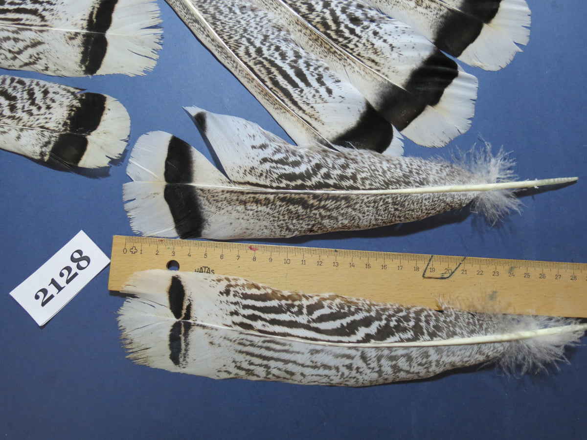 24 Pcs Turkey Tail Feathers, Fly Tying Material,Craft Feathers,Natural Turkey Feathers (2128)