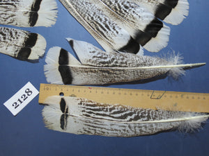 24 Pcs Turkey Tail Feathers, Fly Tying Material,Craft Feathers,Natural Turkey Feathers (2128)