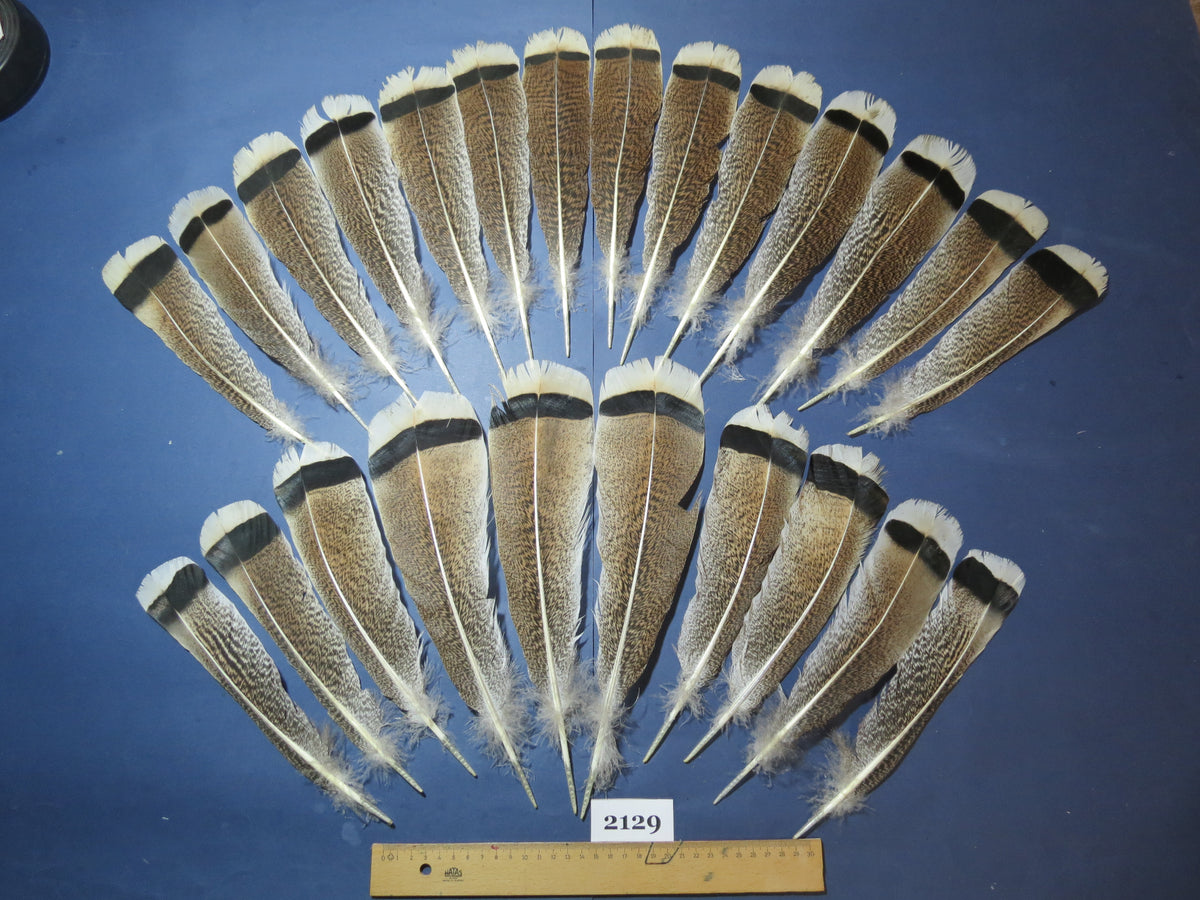 24 Pcs Turkey Tail Feathers, Fly Tying Material,Craft Feathers,Natural Turkey Feathers (2129)