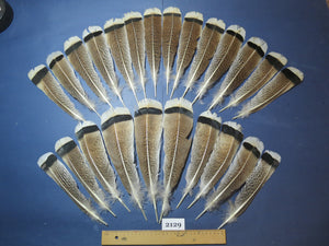 24 Pcs Turkey Tail Feathers, Fly Tying Material,Craft Feathers,Natural Turkey Feathers (2129)