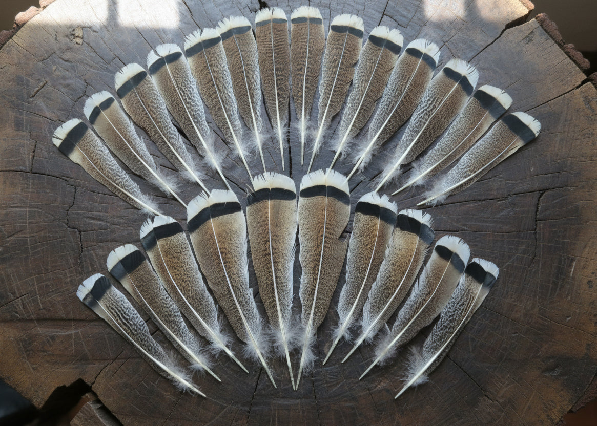 natural turkey feathers