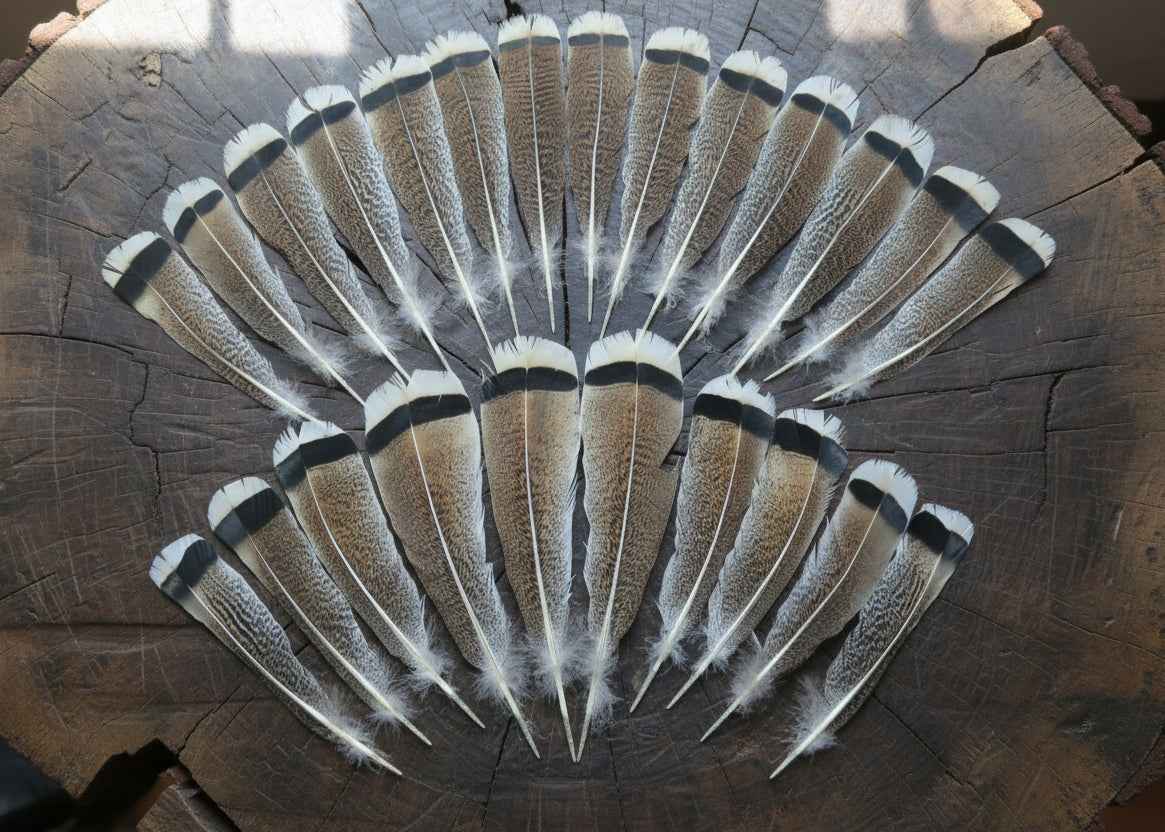 24 Pcs Turkey Tail Feathers, Fly Tying Material,Craft Feathers,Natural Turkey Feathers (2129)