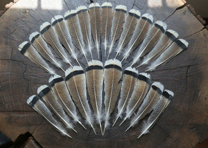 natural turkey feathers