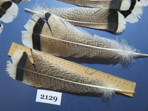 24 Pcs Turkey Tail Feathers, Fly Tying Material,Craft Feathers,Natural Turkey Feathers (2129)
