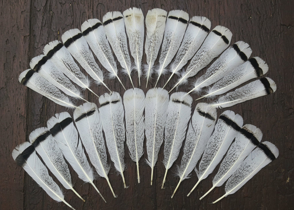 natural turkey feathers