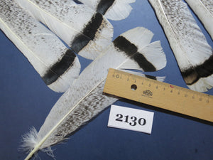 26 Pcs Turkey Tail Feathers, Fly Tying Material,Craft Feathers,Natural Turkey Feathers (2130)