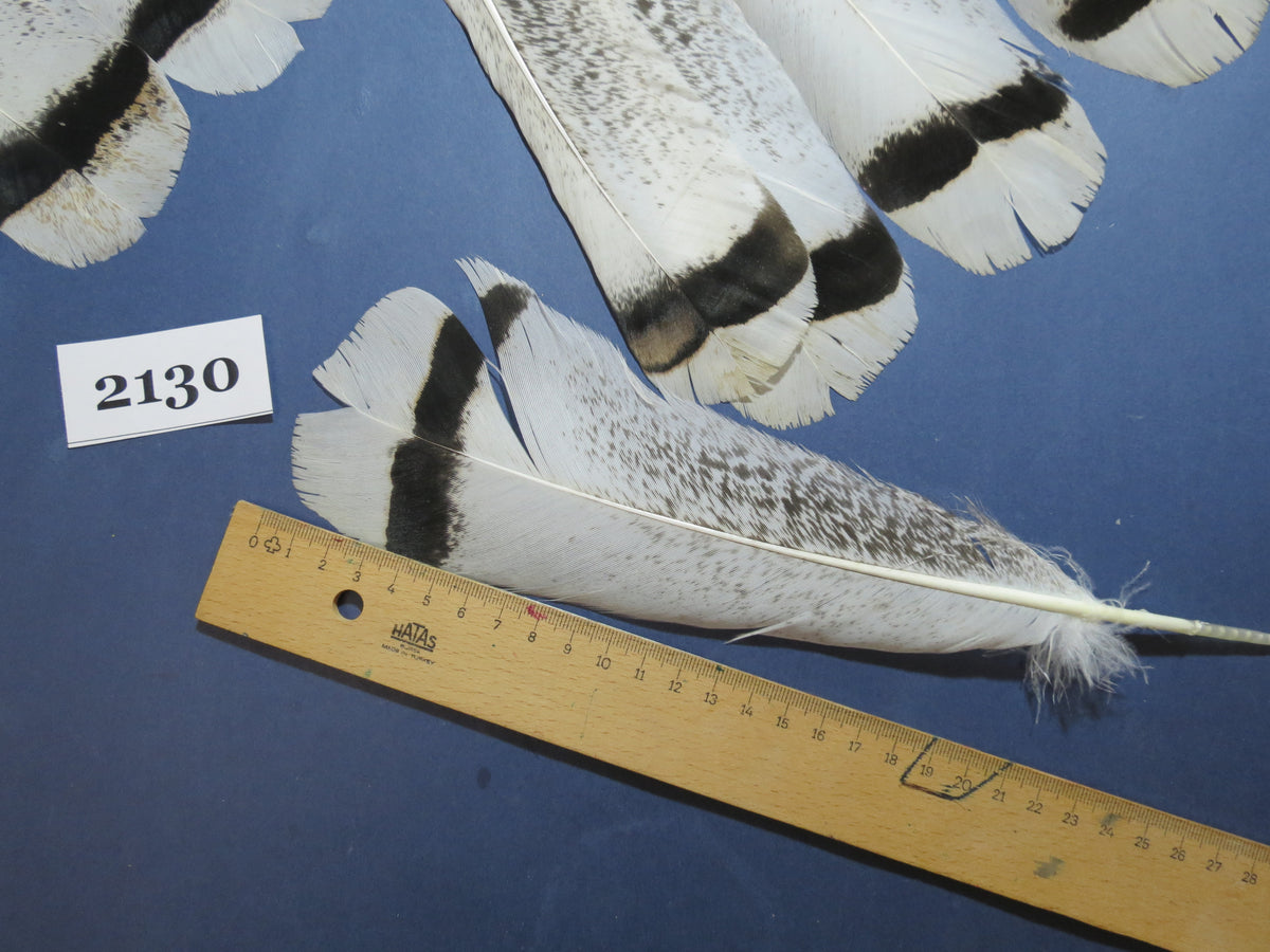 26 Pcs Turkey Tail Feathers, Fly Tying Material,Craft Feathers,Natural Turkey Feathers (2130)